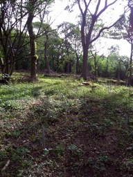 newly_coppiced
