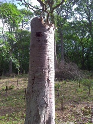 woodpecker_tree